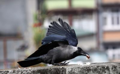 Bihar: Crows found dead in Bhagalpur, sanitation underway​