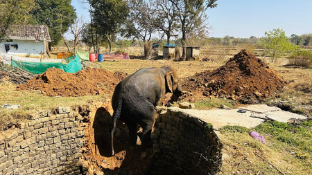 Elephant falls into well in Jharkhand’s Khunti town, rescued safely