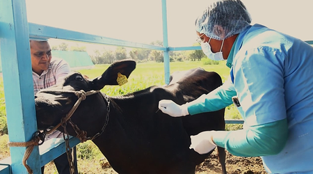 Gujarat cuts spread of foot and mouth disease to 3 pc as vaccination drive boosts herd immunity