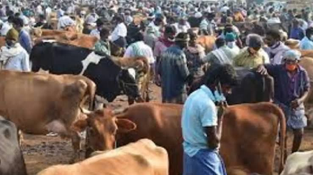 Model code of conduct curbs hit century old Poigai cattle market in TN’s Vellore