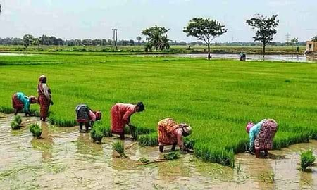 MSP disparity emerges as key poll issue for Cauvery delta farmers ahead of TN elections