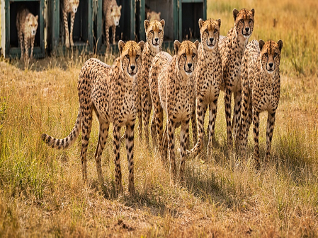 9 cheetahs complete quarantine at MP’s Kuno, reported to be fit