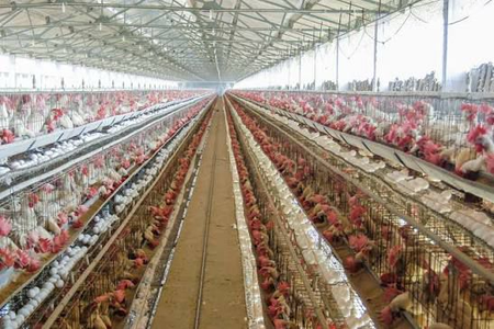 Egg prices crash in TN’s Namakkal, farmers stare at Rs 7 crore daily loss