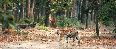 Jharkhand HC raps state govt, summons top official over tiger conservation at Palamu Reserve
