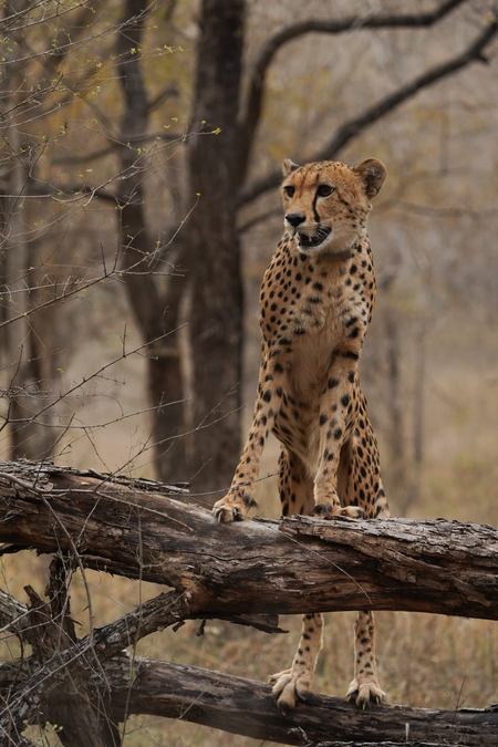 Milestone for first India-born first cheetah ‘Mukhi’