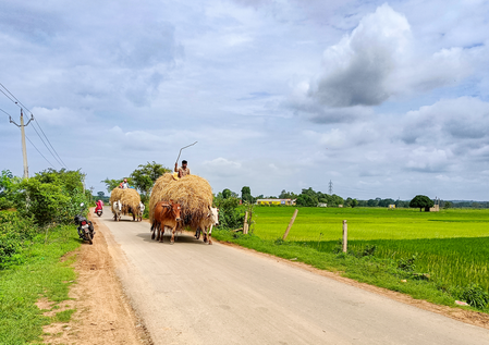 Delhi HC Court strikes down FSSAI regulation on cattle feed as ultra vires