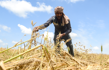MP: Over 19 lakh farmers register as wheat procurement begins tomorrow