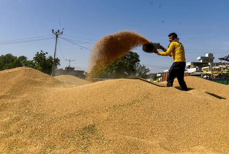 Wheat production remains stable and resilient despite weather variations: Centre