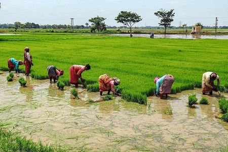 TN: Farmers in Tiruchy demand water release as heatwave dries canals, threatens crops