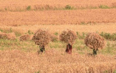 Wheat procurement at MSP to begin today in parts of MP; Cong to stage protest over delays