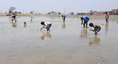 Adequate seed stock available for upcoming sowing season: Govt