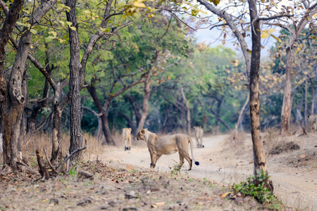 From 284 in 1991 to 891 today, Gujarat’s lion conservation efforts show results: CM Patel