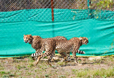 CM Yadav to release two Cheetahs into wilderness at Kuno National Park