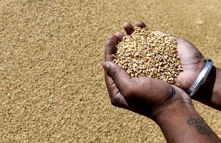 India’s foodgrain production surges to all-time high of 376.563 million tonnes in 2025-26