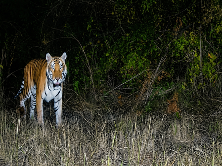 Royal Bengal Tiger spotted in Arunachal wildlife sanctuary after 20 years