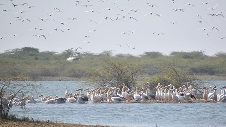 Gujarat records arrival of over 35 lakh migratory birds across wetlands, Ramsar sites in 2025-26