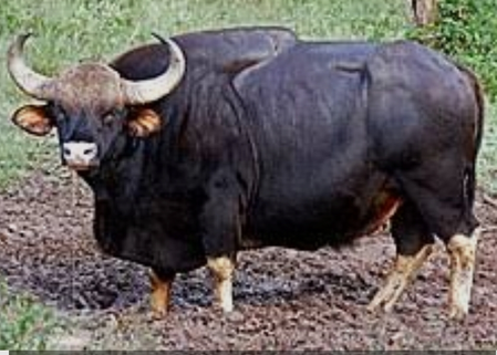 Wild gaur relocation drive begins in Karnataka’s Malnad to curb human-animal conflict
