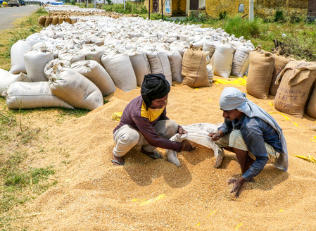 MP procures over 87.71 lakh MT wheat from 12.10 lakh farmers