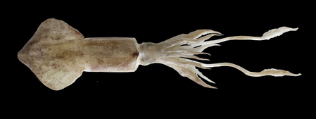 CMFRI study reveals complex mating patterns in Indian Squid