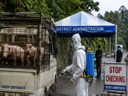 After Mizoram, Nagaland steps up ASF curbs amid fears of heavy losses to pig farmers