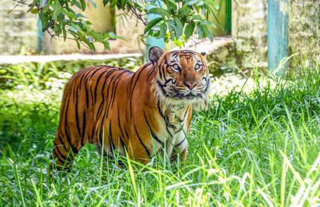 Tiger kills woman; MP CM extends financial aid to family, free medical to injured