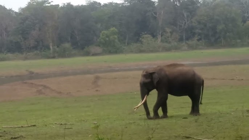 Kerala logs third man-animal conflict death in a week