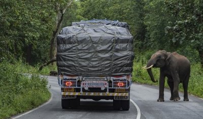 Kerala mulls insurance cover for forest area residents