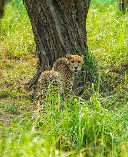 MP: India-born cheetah kgp11 dies at Kuno after treatment