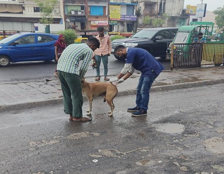 SC stray dog order implemented across Ahmedabad; AMC covers 1,050 sites under compliance drive