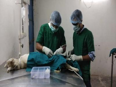 Ahmedabad nears 90 pc stray dog sterilisation under rabies control programme
