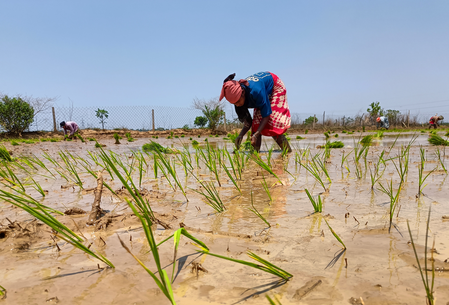 India’s Atmanirbhar policy in fertiliser sector cushions farmers from global shocks