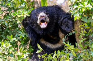 World Environment Day: Seed dispersal by sloth bears in Aravalli helps plant species multiply, say researchers