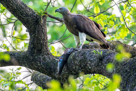 Assam’s Kaziranga emerges as key haven in India for raptors and storks: Survey