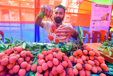 Assam litchi reaches Dubai market, opening new export avenues for farmers