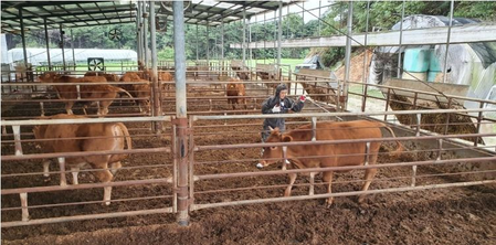 Over 1,200 animals culled in Mongolia due to foot-and-mouth disease