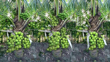 Labour shortage drives up coconut farming costs in Western Tamil Nadu