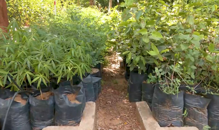 Gujarat expands statewide nursery network to drive large-scale afforestation push
