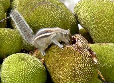 ‘From poor man’s fruit to health food’: Kerala plans push for jackfruit, highlight medicinal value