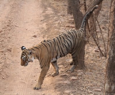 Andhra Pradesh working to strengthen tiger population in Easter Ghats: Pawan Kalyan