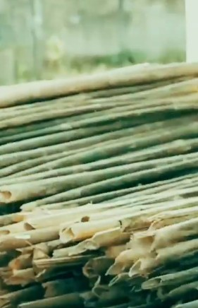 Bamboo to play key role in Assam’s bio-economy: CM Himanta Biswa Sarma