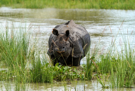 Assam flood situation eases, only Dhemaji remains affected