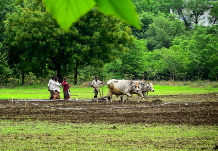 Maharashtra Kharif sowing hits 59 pc after July rain revival, lags behind last year’s 82 pc