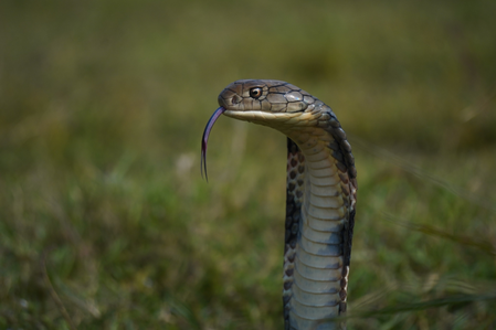 Assam’s Bodoland records high human-snake interface; ethical rescue initiative launched