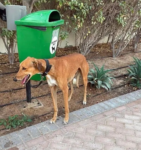 Register your pet or pay Rs 5,000 as JMC rolls out new rules