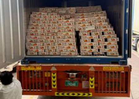 Bengal: 10 pc of mango consignment to Dubai lost due to Gulf conflict