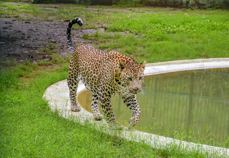 Leopard drags sleeping child from home in Pune; found dead in sugarcane field