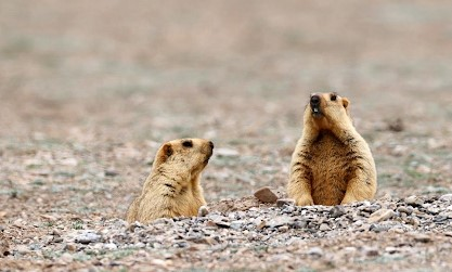 Suspected bubonic plague case confirmed in Mongolia