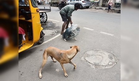 TN steps up stray dog vaccination, sterilisation drive after toddler attacked