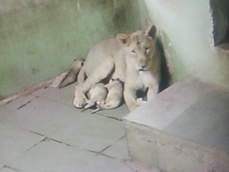 Gujarat: Three Asiatic Lion cubs born at Rajkot Zoo, population rises to 20