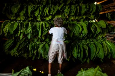 No data to show higher taxes on tobacco products has hit growers: Govt